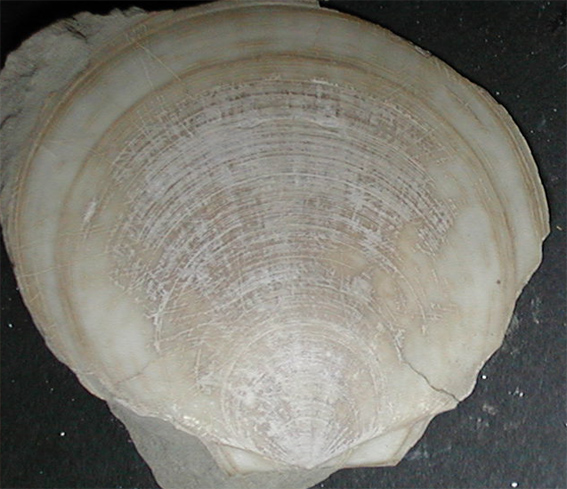 dal Pliocene laziale bivalve